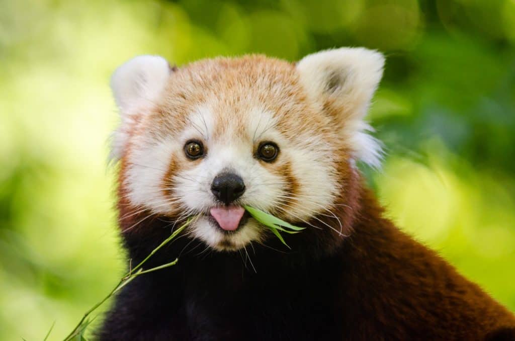 Indian Red Panda