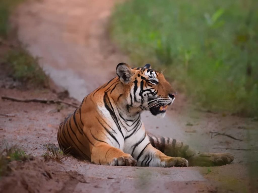 Tigress at Kabini, Karnataka, India
