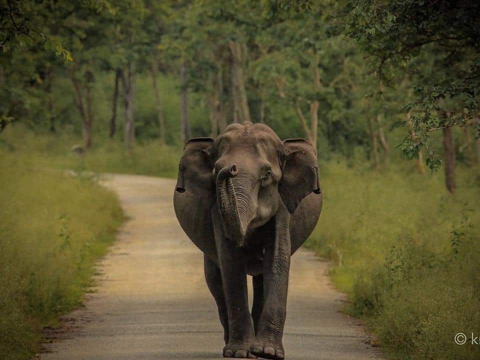 Elephant at Nagarhole National Park