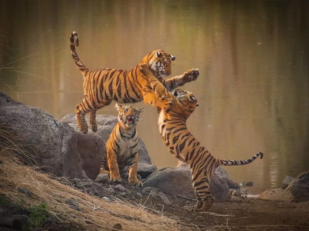 Tiger Cubs Fighting