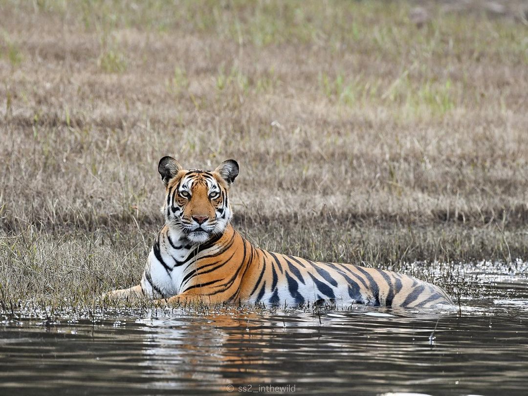 Tiger in Bhadra Wildlife Sanctuary - Dr Shashank Srinivas - @ss2_inthewild