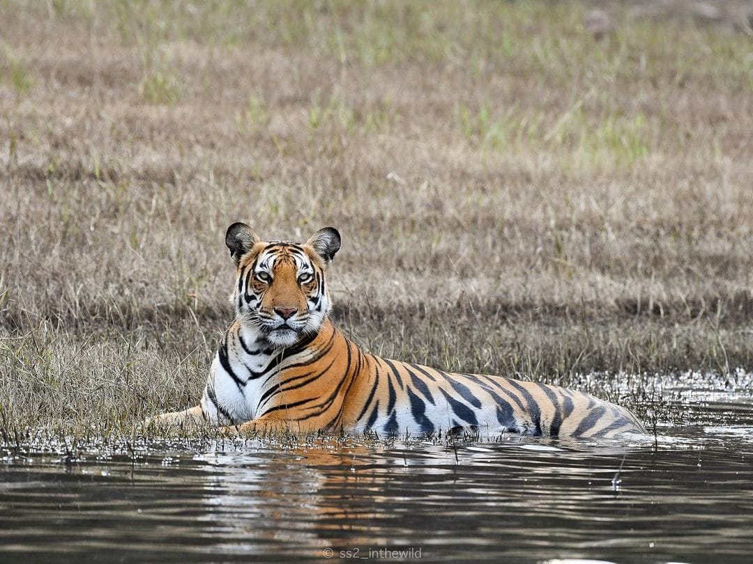 Tiger in Bhadra Wildlife Sanctuary - Dr Shashank Srinivas - @ss2_inthewild