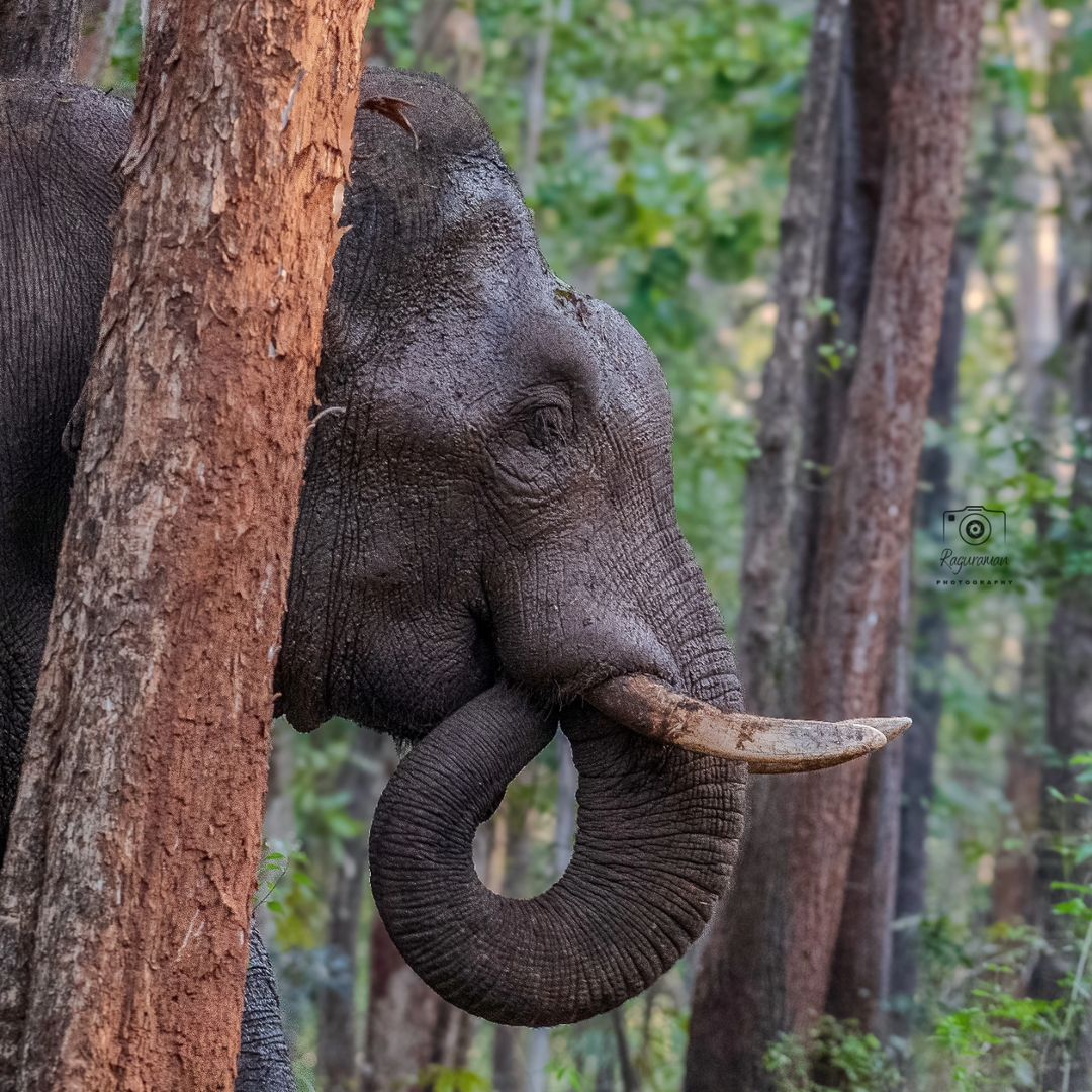 An Indian Elephant by Raguraman Ramamoorthy - @raguram_clicks
