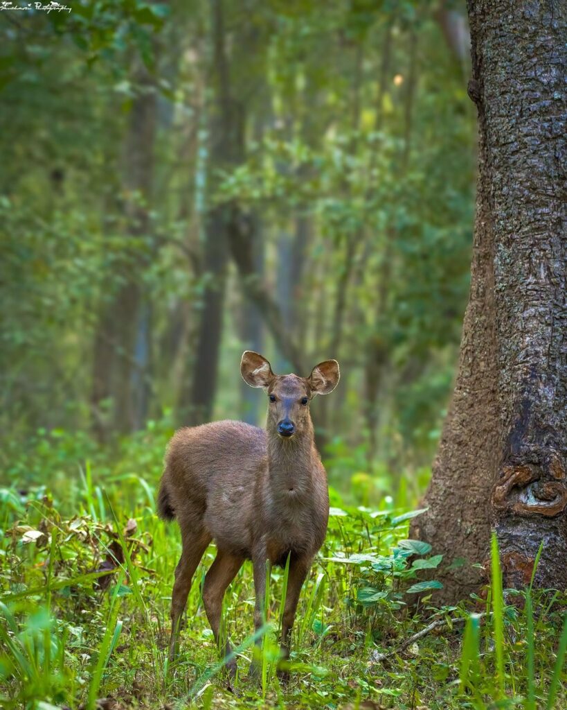 sanchari.photography - Sambar Deer