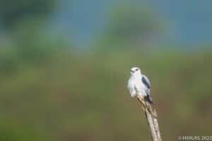 Black Winged Kite clicked by Ramchandra Urs HS