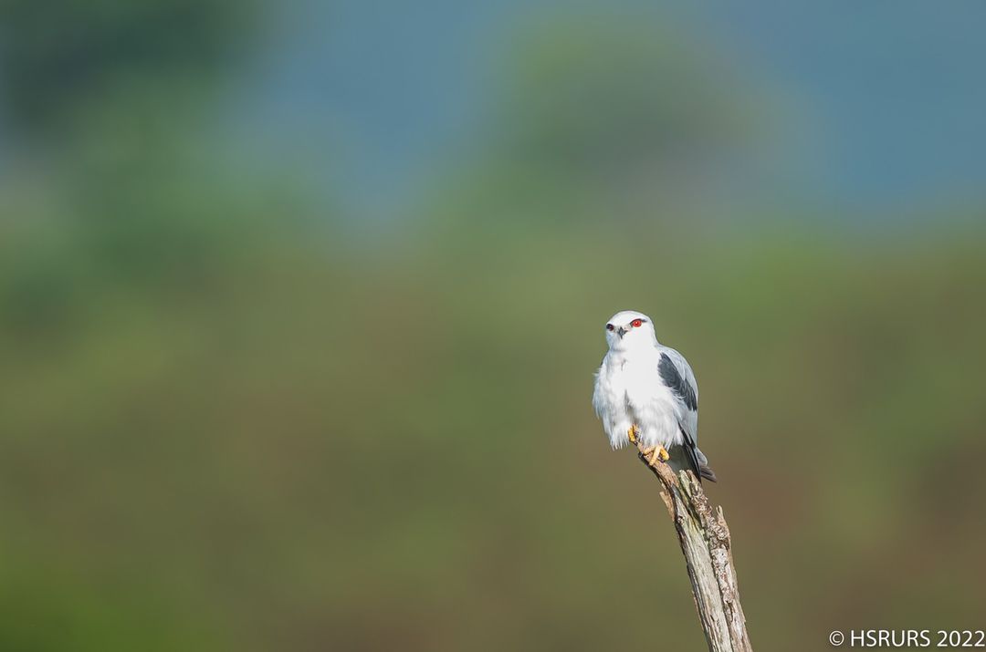 Black Winged Kite clicked by Ramchandra Urs HS