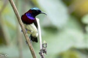 Crimson-backed sunbird by @Swe__Kri on instagram