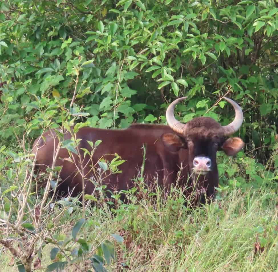 Indian Gaur clicked by Gauri Jahagirdar