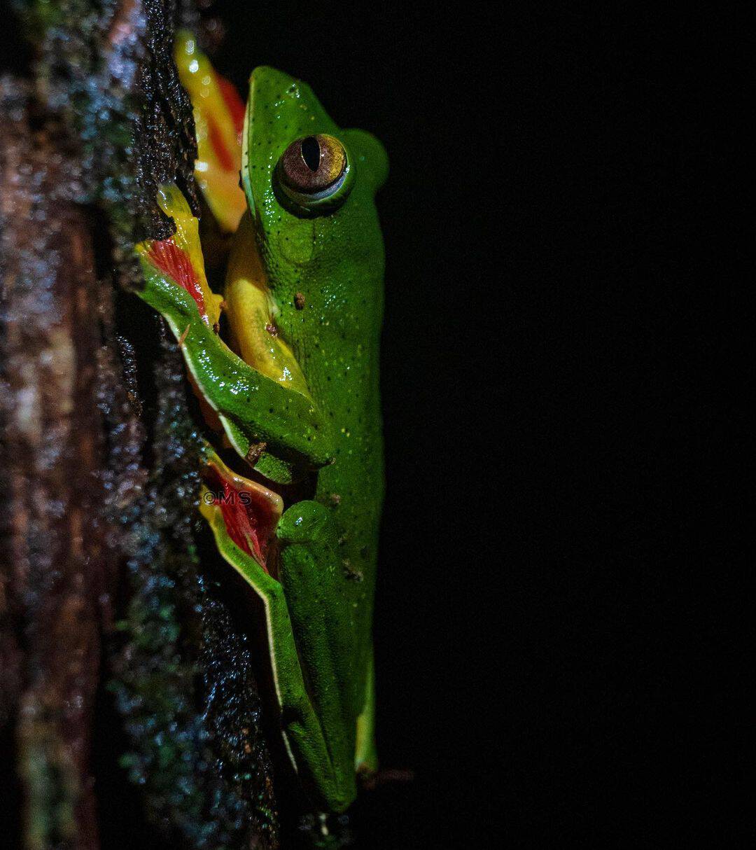 Malabar Gliding Frog - Mohammad Salman