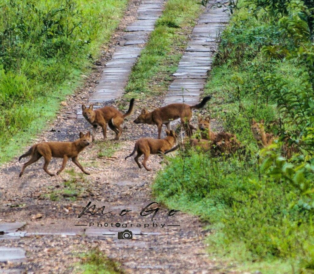 Indian Wild Dogs or Dhole - Mogo Photography