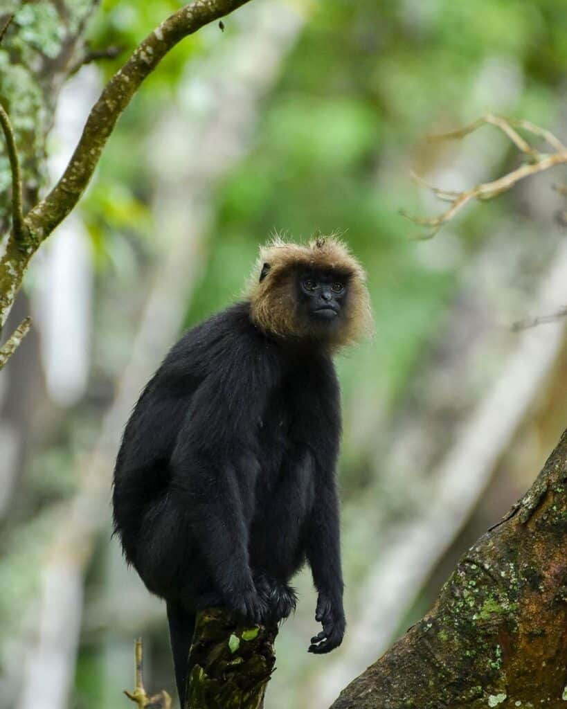 Nilgiri Langur clicked by Sabarish Duraiswamy