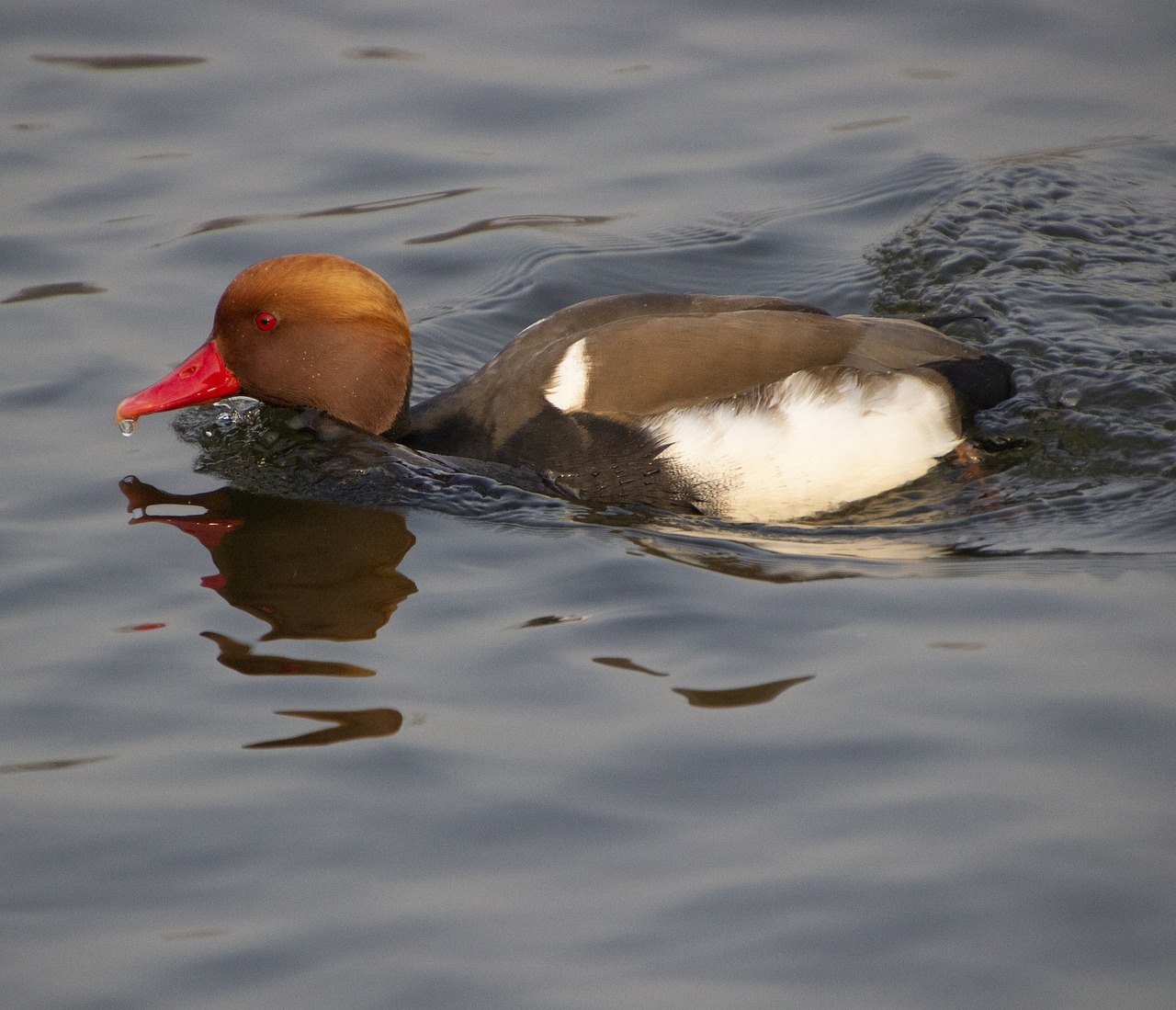 A Common Pochard clicked by Zhu Bing