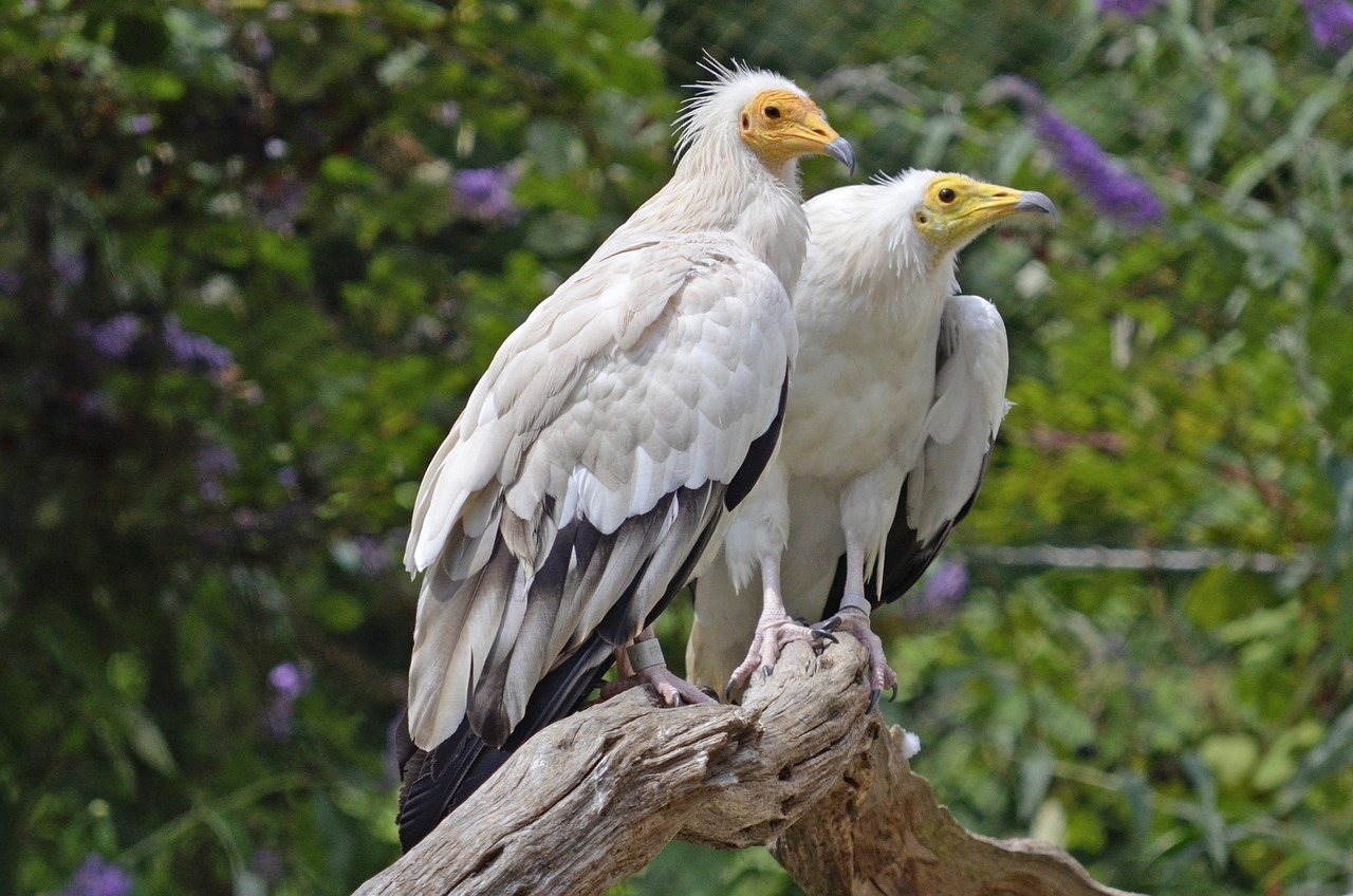 A pair of Egyptian Vultures clicked by Andrea Bohl
