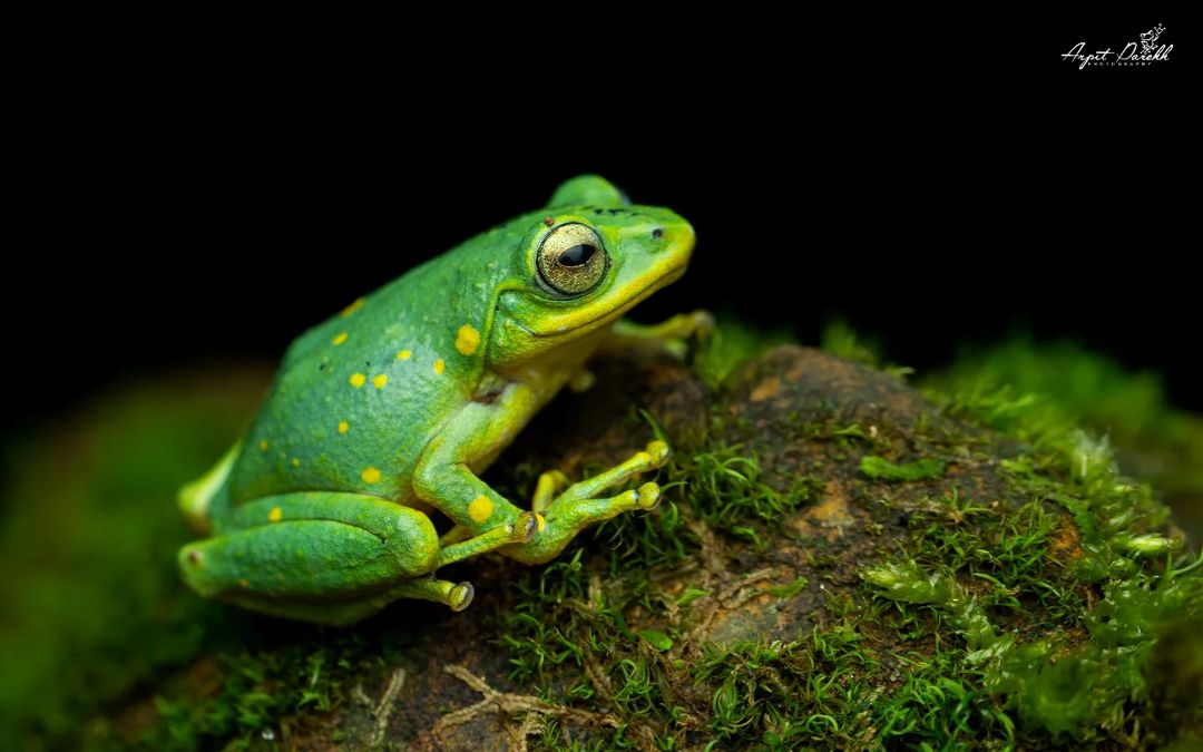 Indigo bush frog by Arpit Parekh