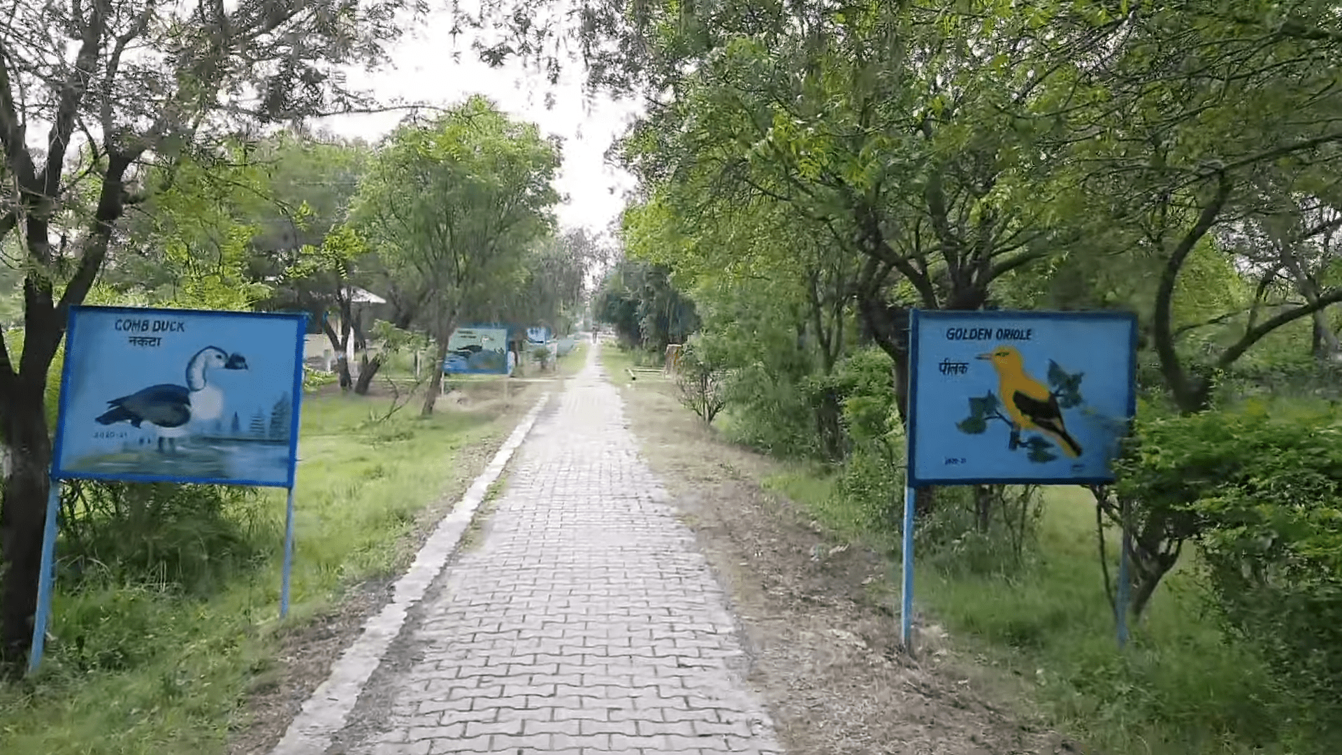 samaspur bird sanctuary trail