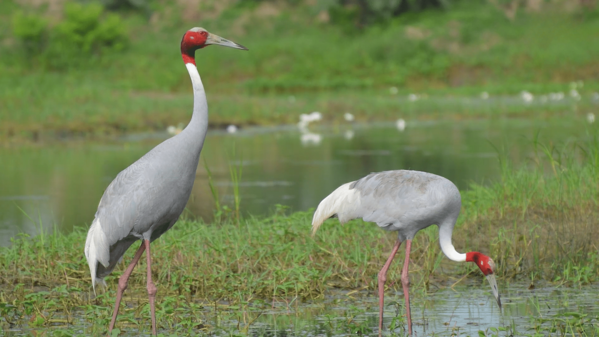 A pair of Sarus Cranes at Samaspur Bird Sanctuary