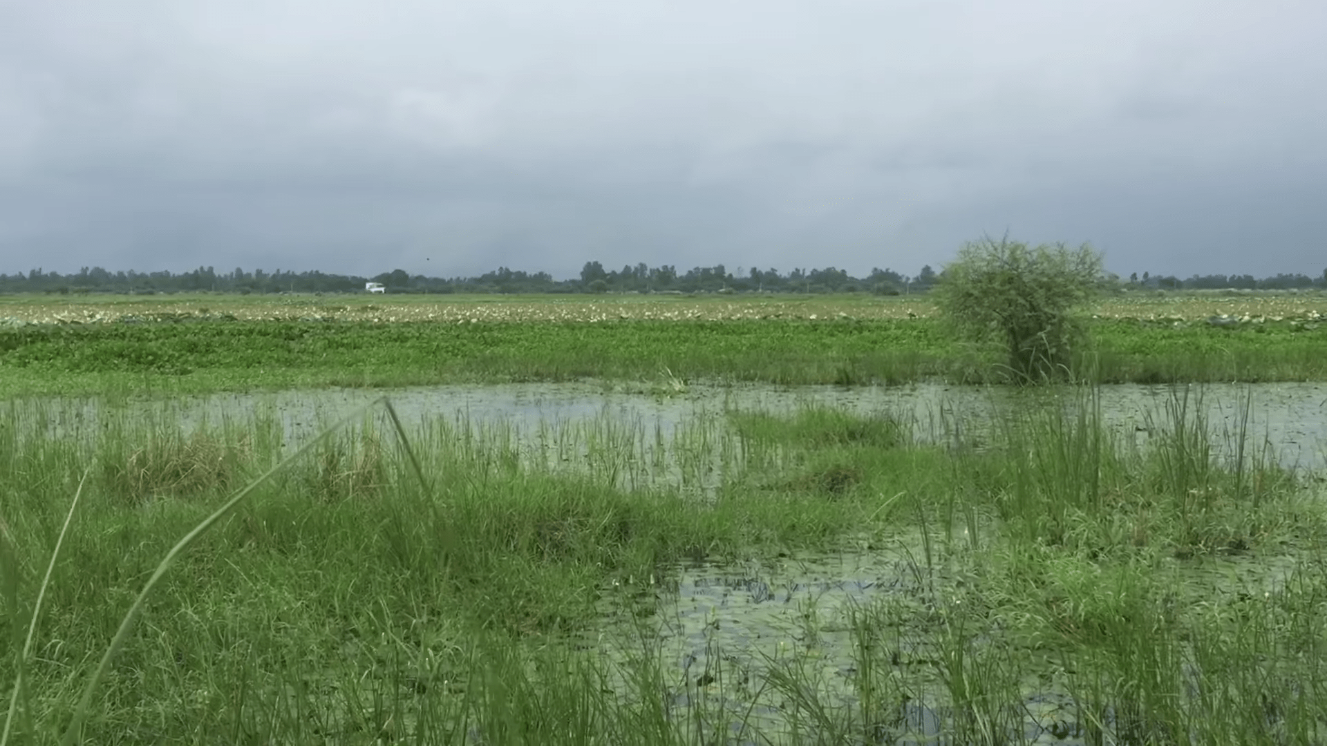 Samaspur Bird Sanctuary Wetlands
